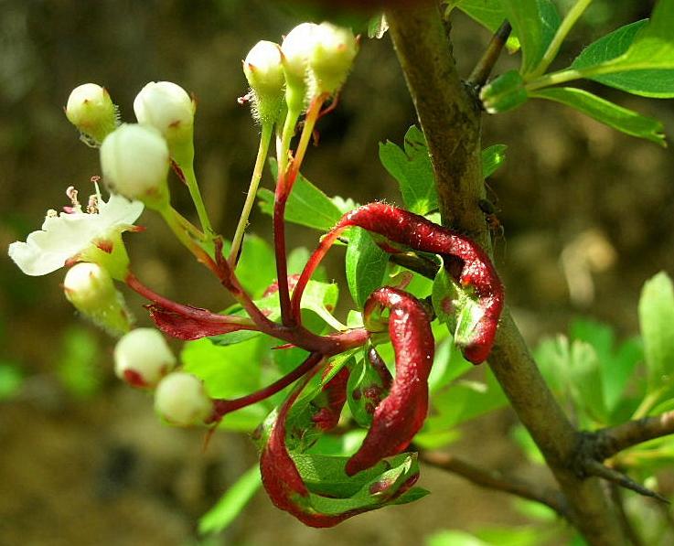 Crataegus monogyna / Biancospino comune
